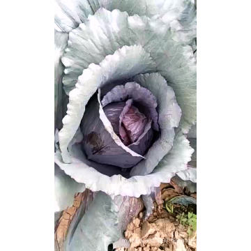 F1 round purple red  high mountain vegetable hybrid Chinese cabbage seeds